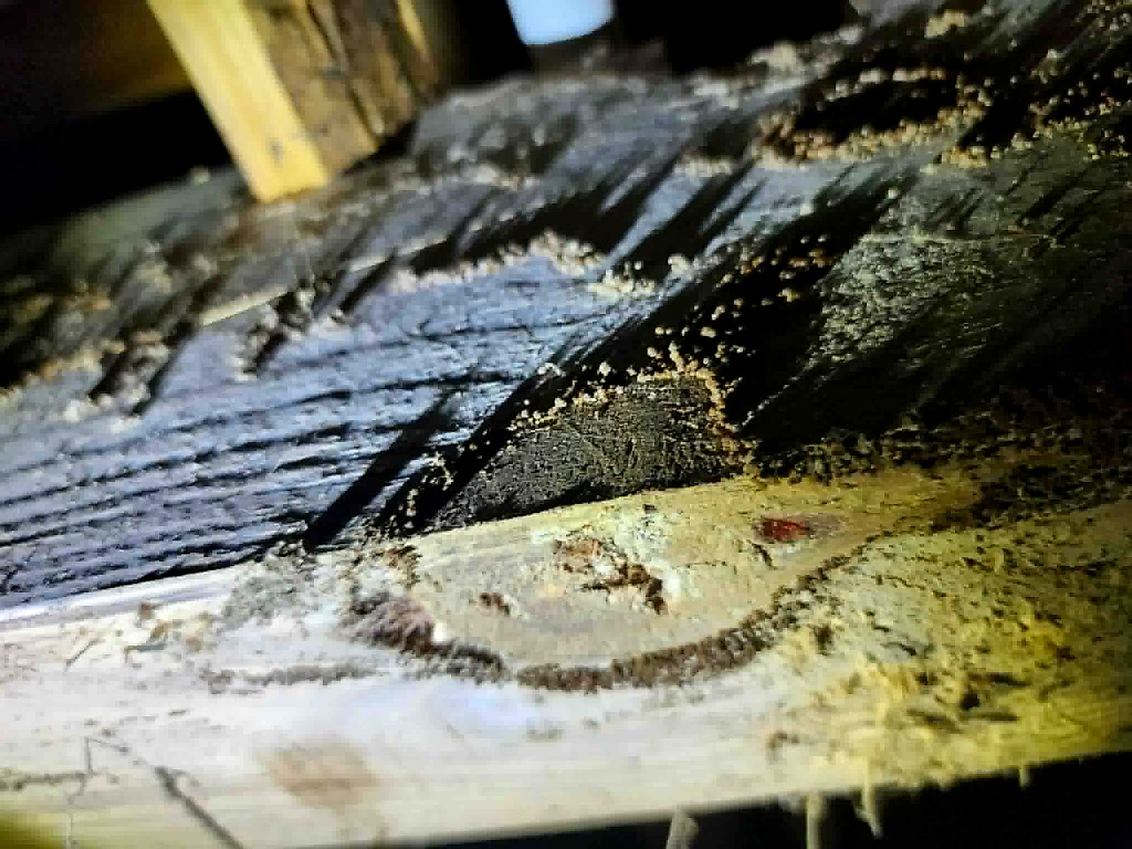 Termite galleries running through a joist in a crawl space
