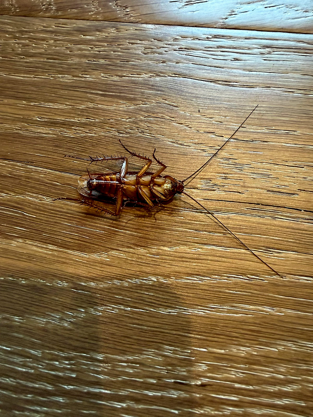 A roach on the floor inside a home